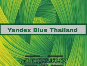 yandex blue thailand