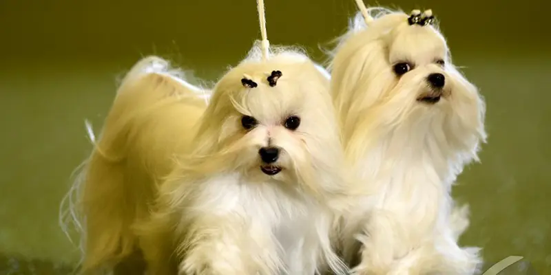 Apa itu Hewan Peliharaan Apa itu Hewan Peliharaan