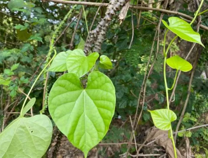 Brotowali Rahasia Sehat Alami yang Jarang Diketahui Brotowali Rahasia Sehat Alami yang Jarang Diketahui!