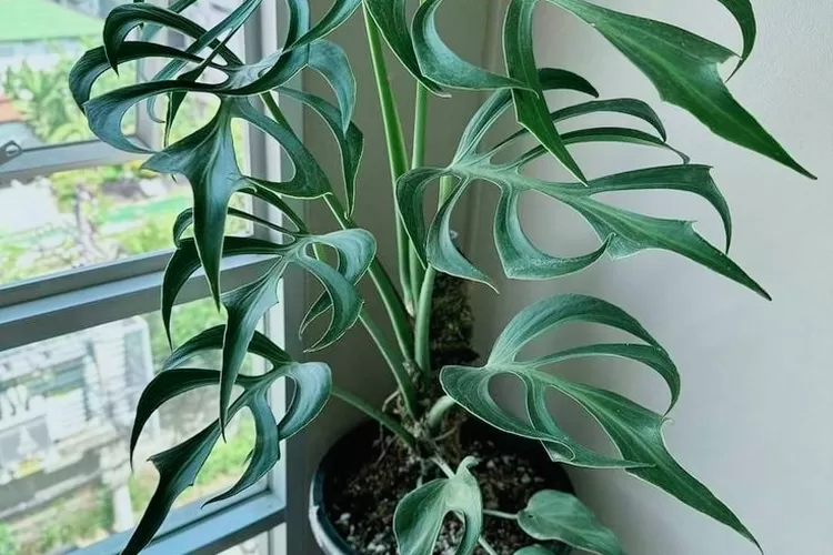 Janda Bolong Pesona Tanaman Hias yang Sedang Hits Janda Bolong: Pesona Tanaman Hias yang Sedang Hits!