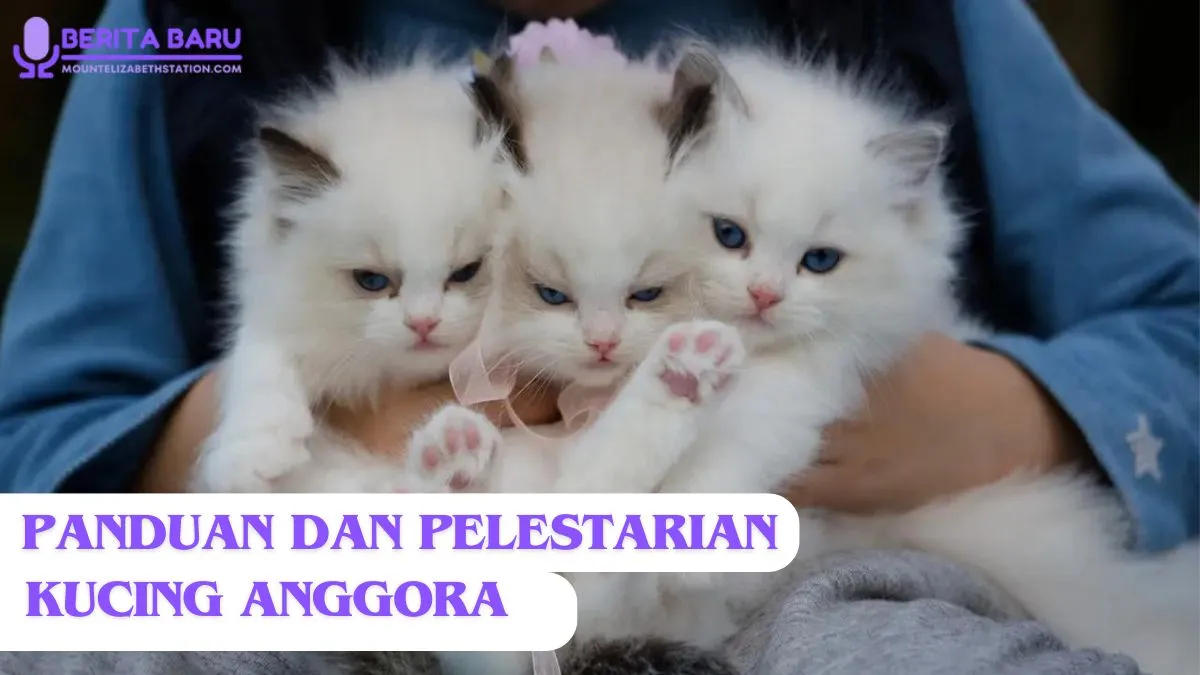 Perawatan dan Pelestarian Kucing Anggora Perawatan dan Pelestarian Kucing Anggora