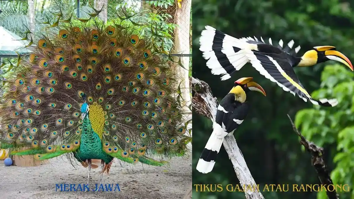 Pesona Burung Terindah Nusantara Tikus Gajah dan Merak Jawa_11zon Pesona Burung Terindah Nusantara Tikus Gajah dan Merak Jawa