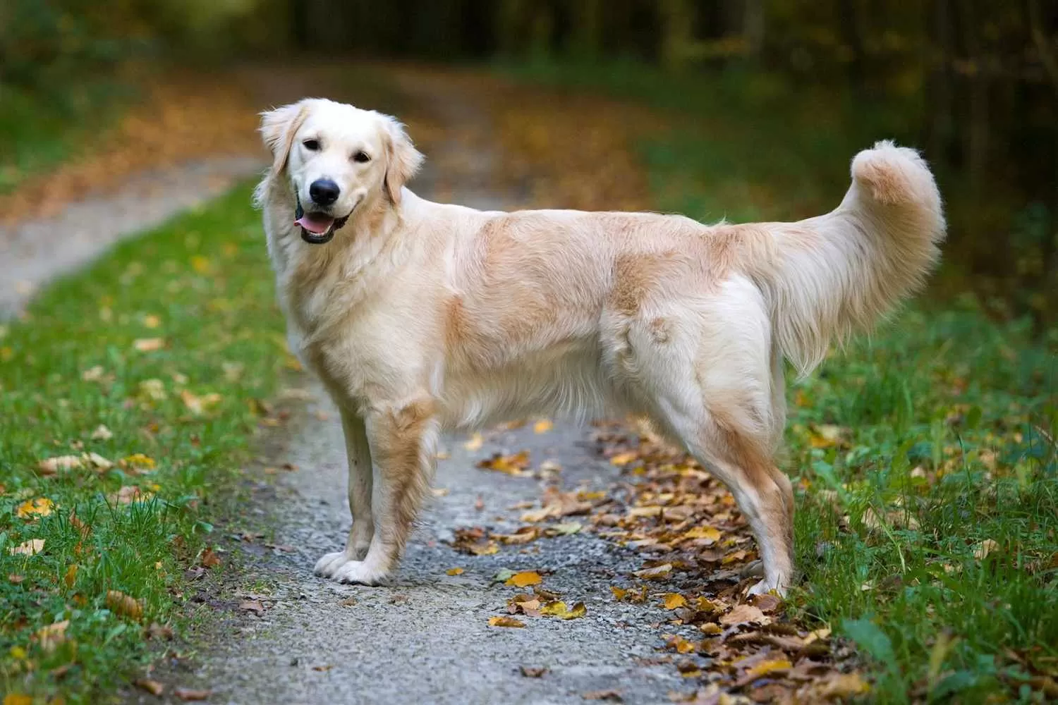 Rahasia Merawat Golden Retriever Rahasia Merawat Golden Retriever