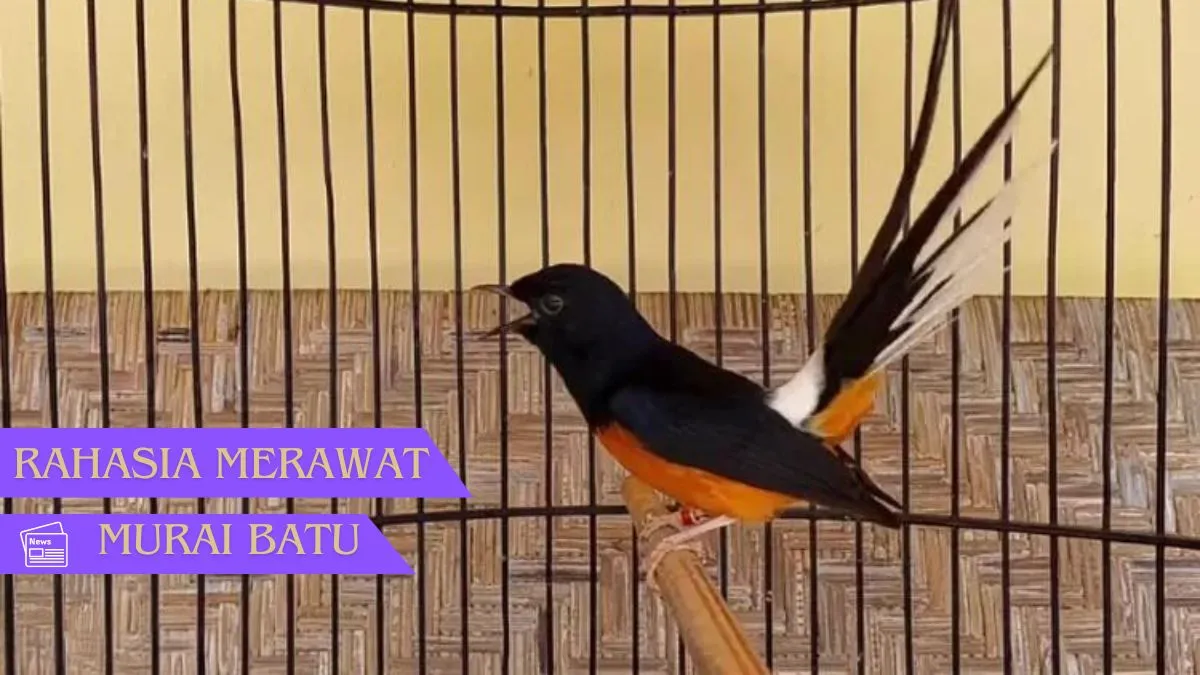Rahasia-Merawat-Murai-Batu-Kicauan-Ceria-Setiap-Hari_ Rahasia Merawat Murai Batu: Kicauan Ceria Setiap Hari!