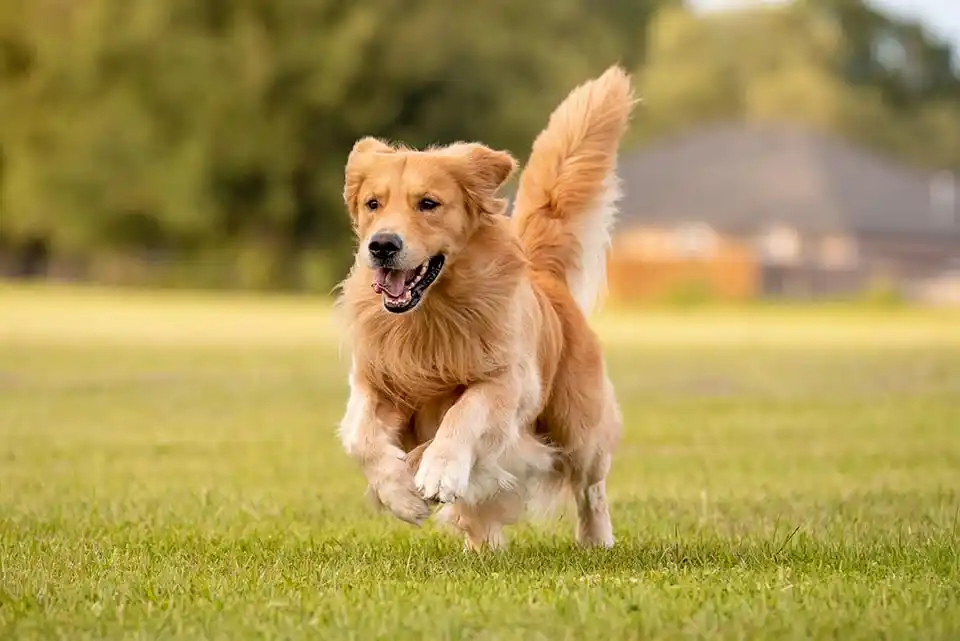 Ras Anjing Paling Populer Ras Anjing Paling Populer