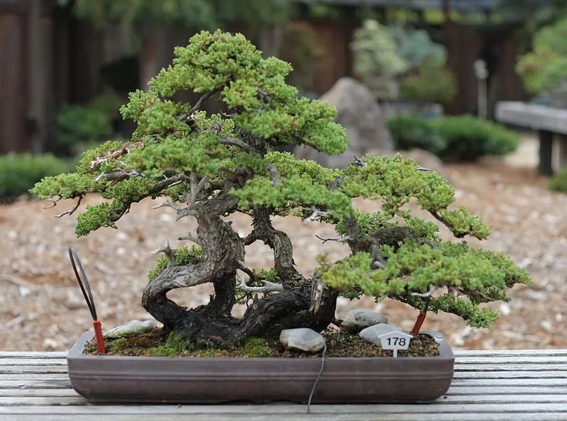 Tanaman-Bonsai-Tips-&-Trik-Merawat-Pohon-Mini-Anda Tanaman Bonsai: Tips & Trik Merawat Pohon Mini Anda!