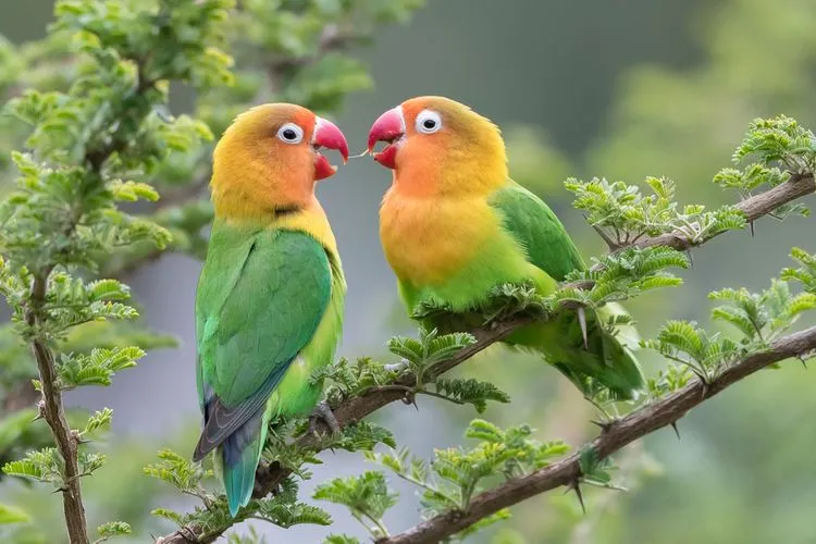 Tips Melestarikan Burung Lovebird Kesayangan Anda Tips Melestarikan Burung Lovebird Kesayangan Anda!