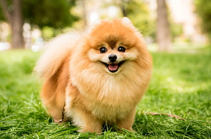 Anjing Tercantik di Dunia Pomeranian Anjing yang Menggemaskan Anjing Tercantik di Dunia Pomeranian Anjing yang Menggemaskan