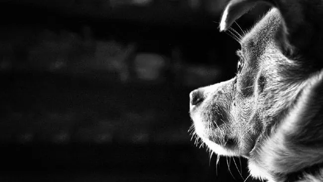 Perlindungan Anjing di Indonesia Peran Pemerintah! Perlindungan Anjing di Indonesia Peran Pemerintah!