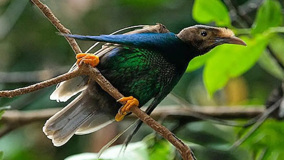 Burung Bidadari Halmahera (Semioptera wallacii) Burung Bidadari Halmahera (Semioptera wallacii)