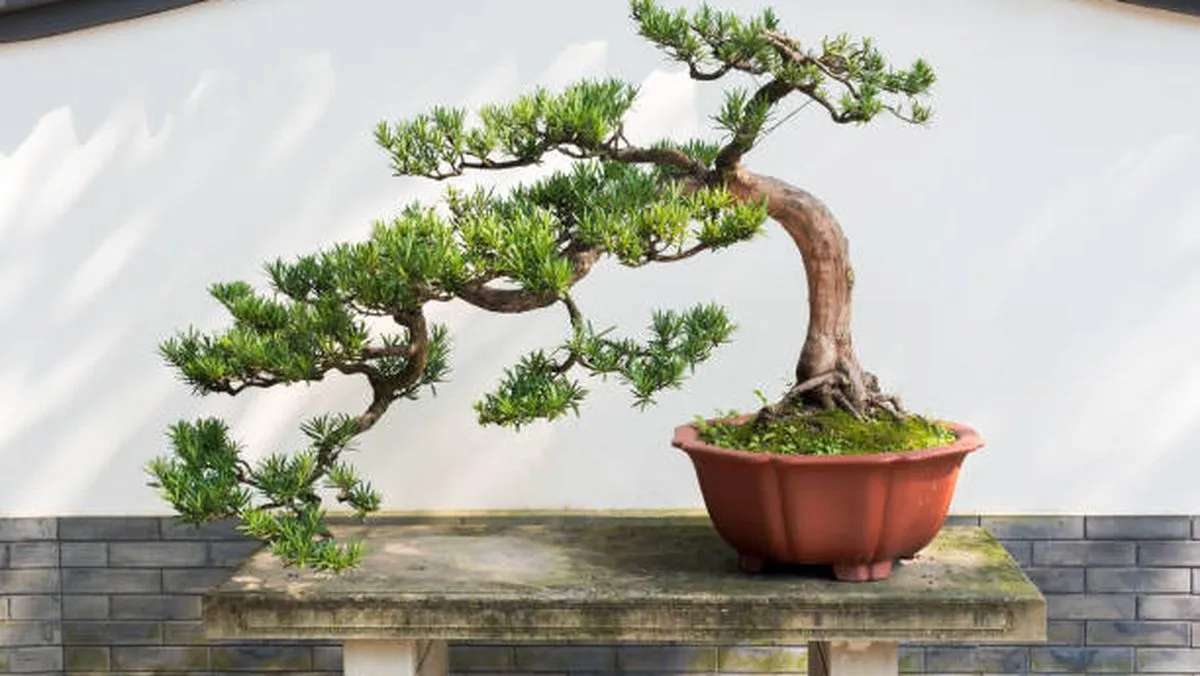 Cara Merawat Bonsai untuk Tanaman Hias di Rumah