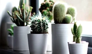 Jenis Tanaman Hias Kaktus Menambah Keindahan Rumah Anda