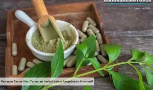 Penawar Racun Ular Tanaman Herbal dalam Pengobatan Alternatif_11zon