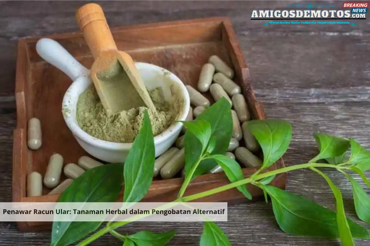 Penawar Racun Ular Tanaman Herbal dalam Pengobatan Alternatif_11zon