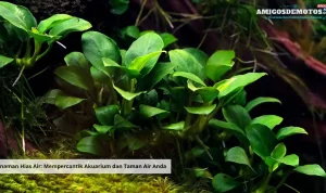 Tanaman Hias Air Mempercantik Akuarium dan Taman Air Anda (1)_11zon