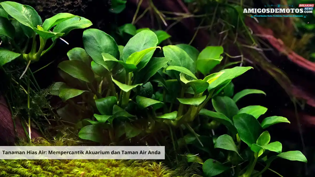 Tanaman Hias Air Mempercantik Akuarium dan Taman Air Anda (1)_11zon
