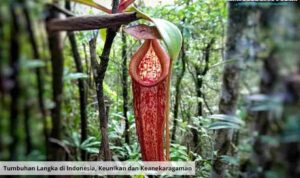 Tumbuhan Langka di Indonesia, Keunikan dan Keanekaragaman.webp
