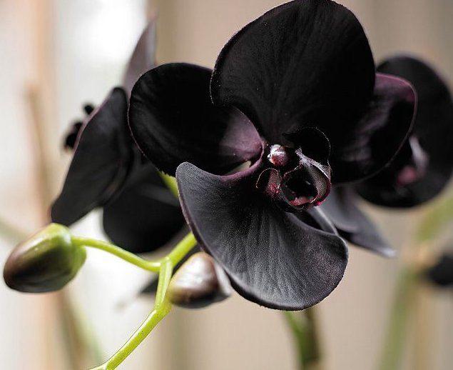 Tumbuhan yang Dilindungi