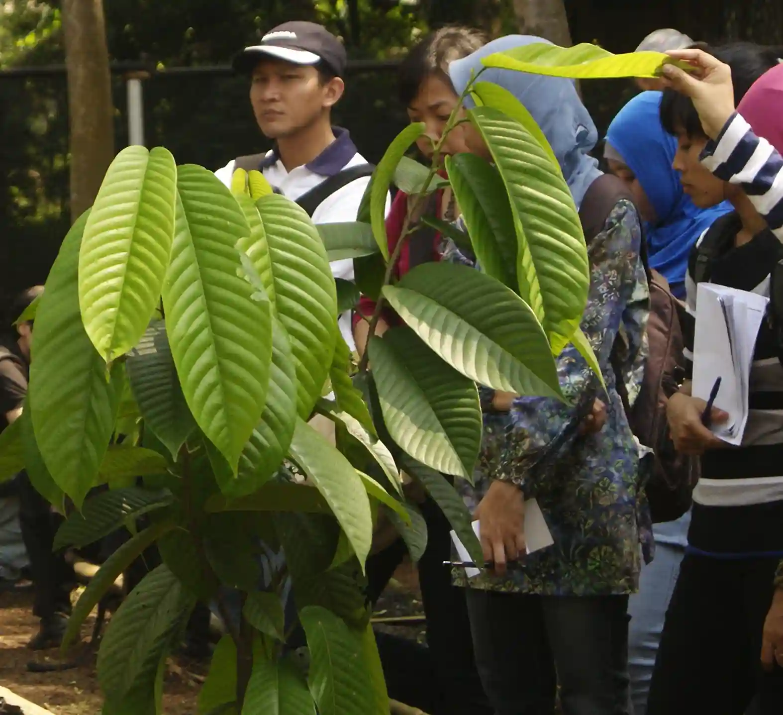 Tumbuhan yang Dilindungi