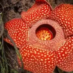 Tumbuhan yang Dilindungi di Indonesia: Kekayaan Alam Nusantara