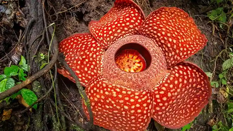 Rafflesia arnoldii_11zon Tumbuhan yang Dilindungi di Indonesia: Kekayaan Alam Nusantara